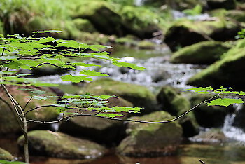 Wildbach